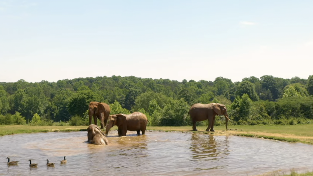 Elephants at the North Carolina Zoo in Asheboro, NC